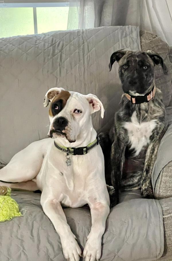 /Images/uploads/Adopt Me Bluegrass Pet Rescue Inc/adoptmebpr/entries/18460.jpg
